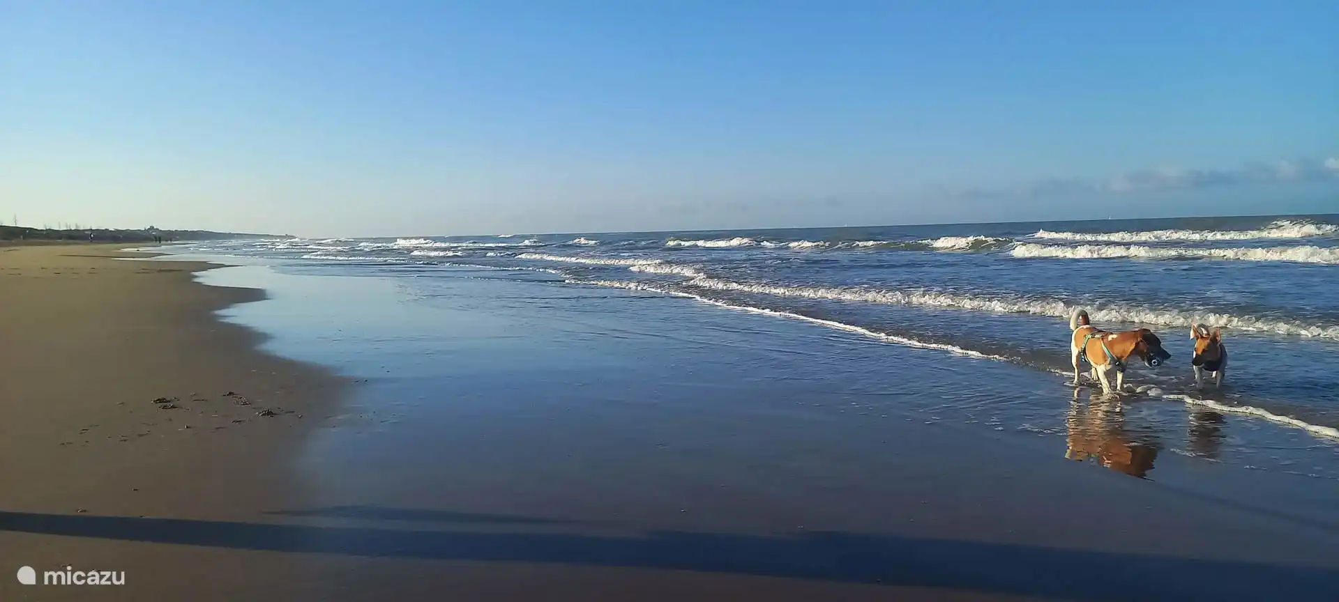 Hondvriendelijk strand