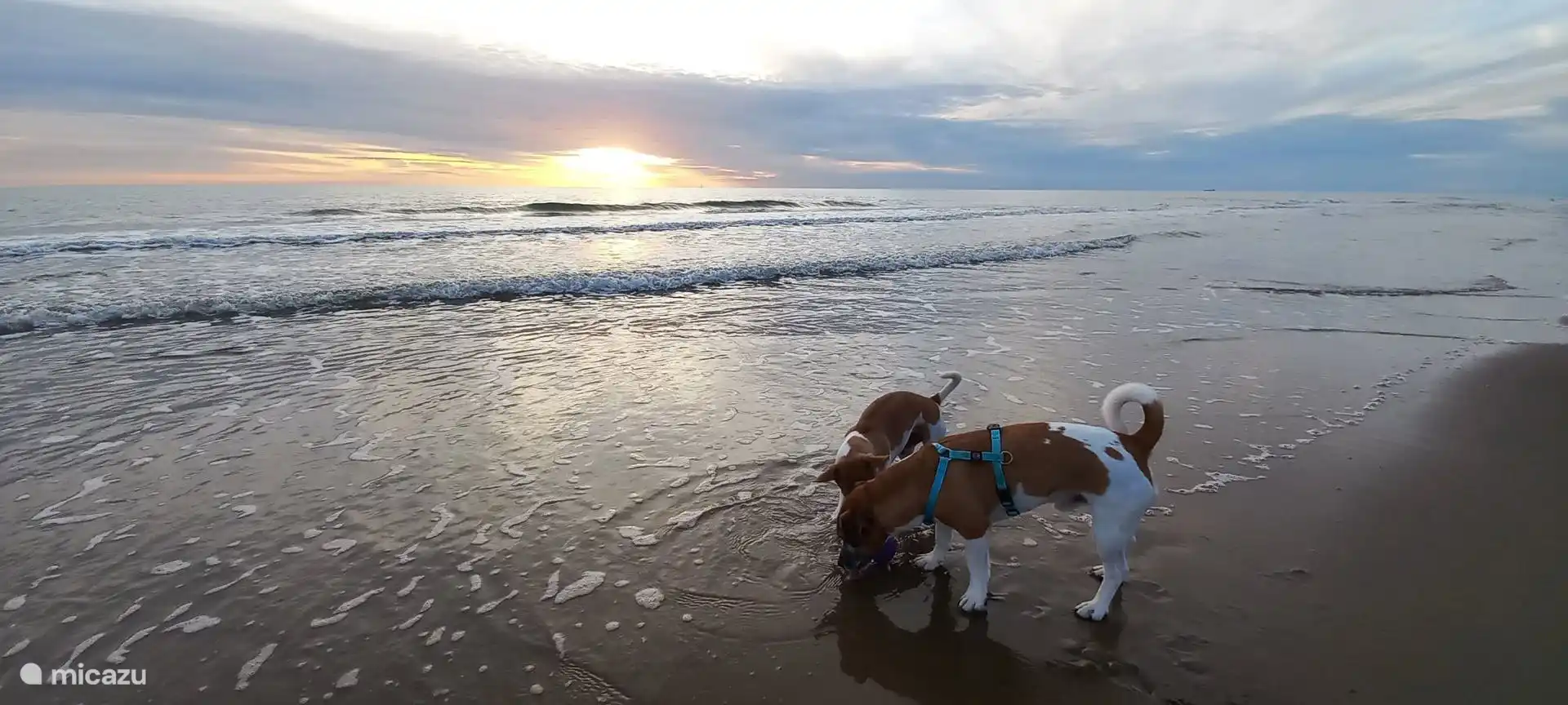 Hondvriendelijk strand Spiaggia dei cani felici
