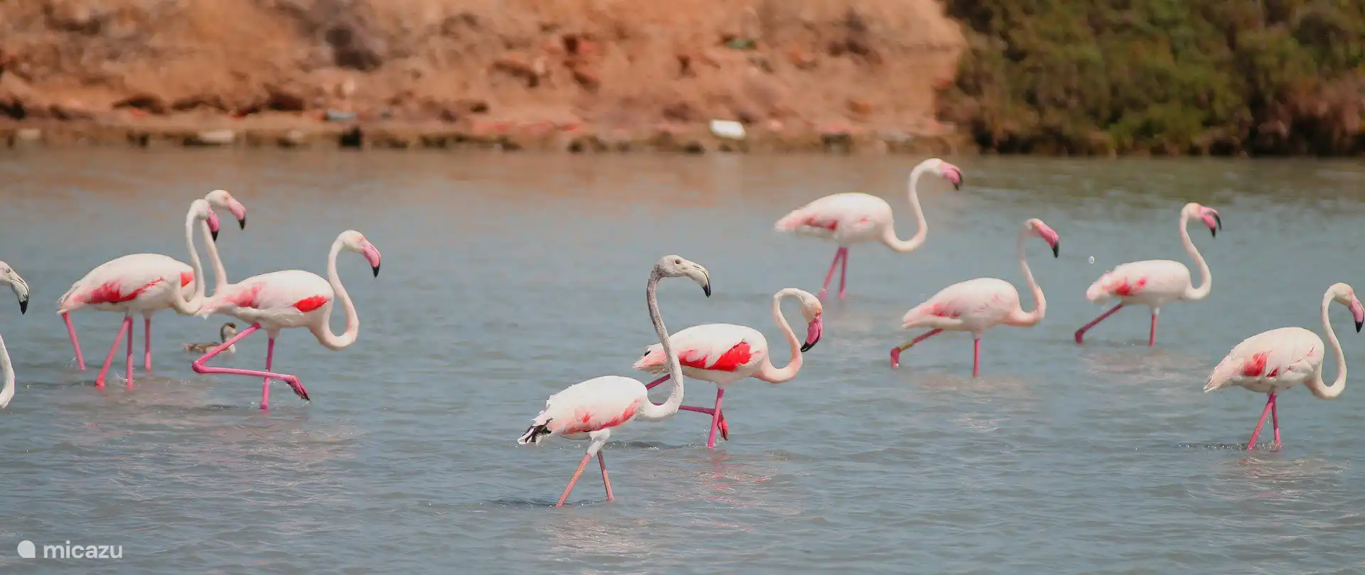 Salt lakes and flamingos