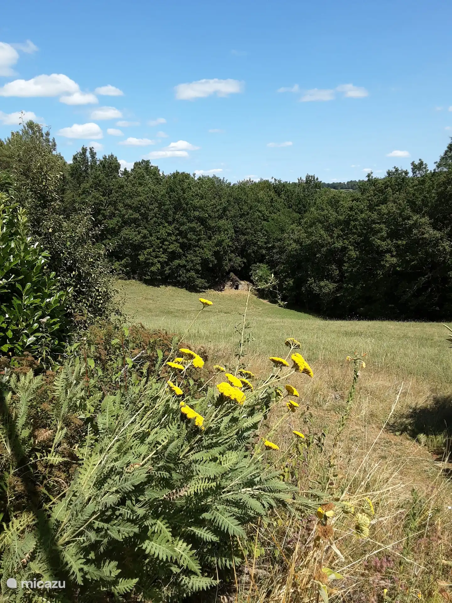 Uitzicht naar de bosrand