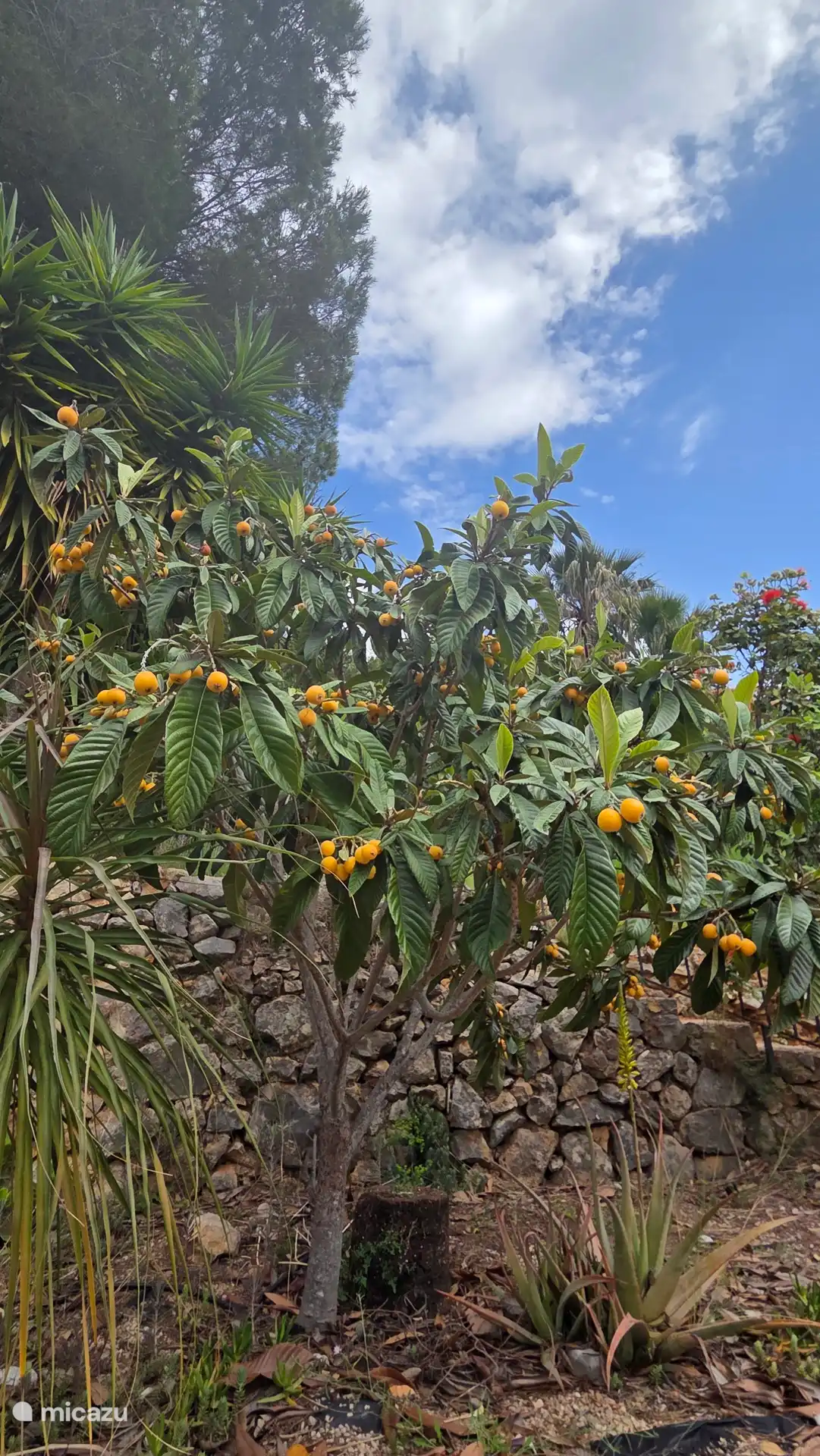 Mooie fruitbomen in de tuin 