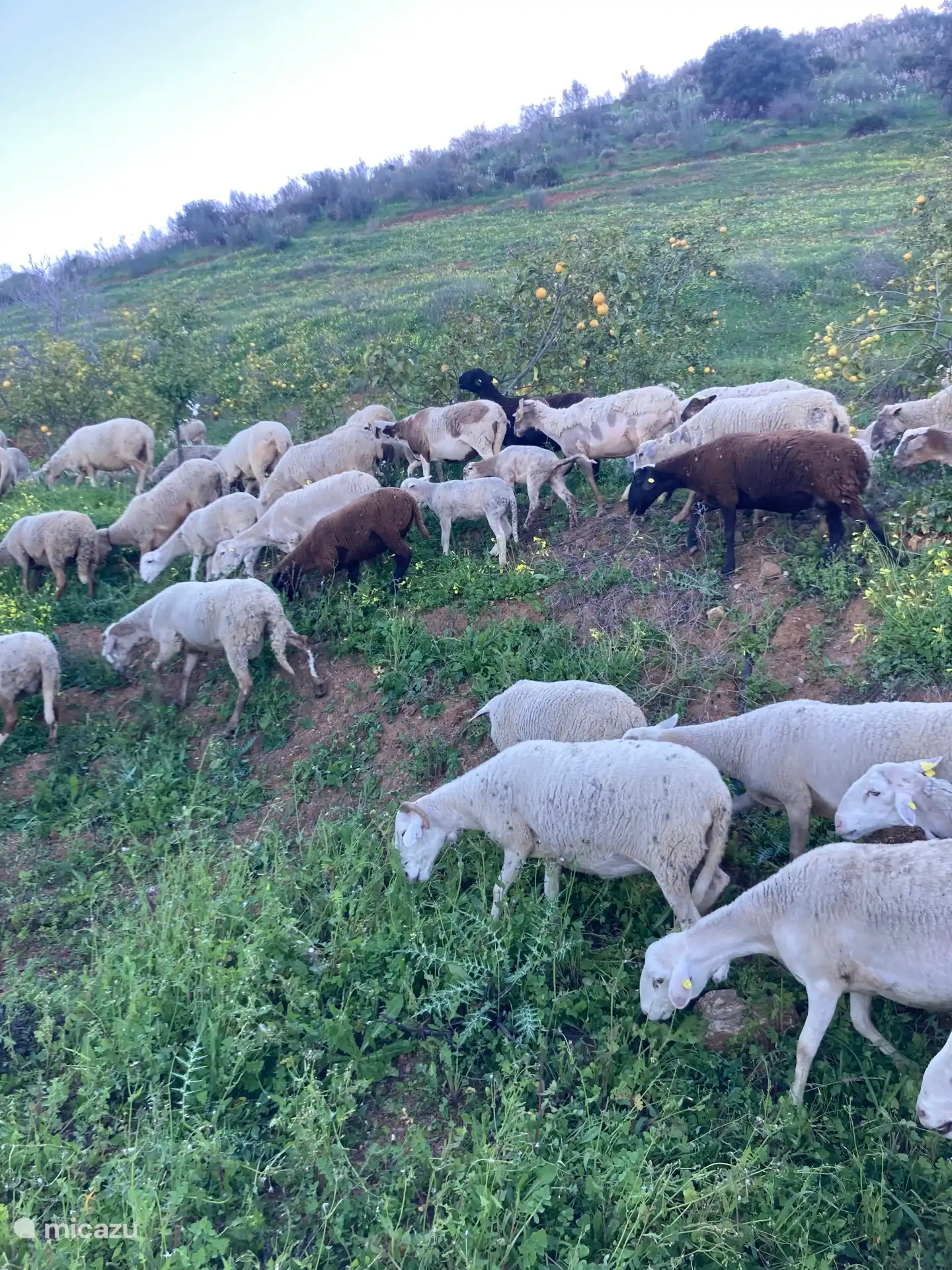 Regelmatig komen de schapen en geiten op bezoek op ons terrein.