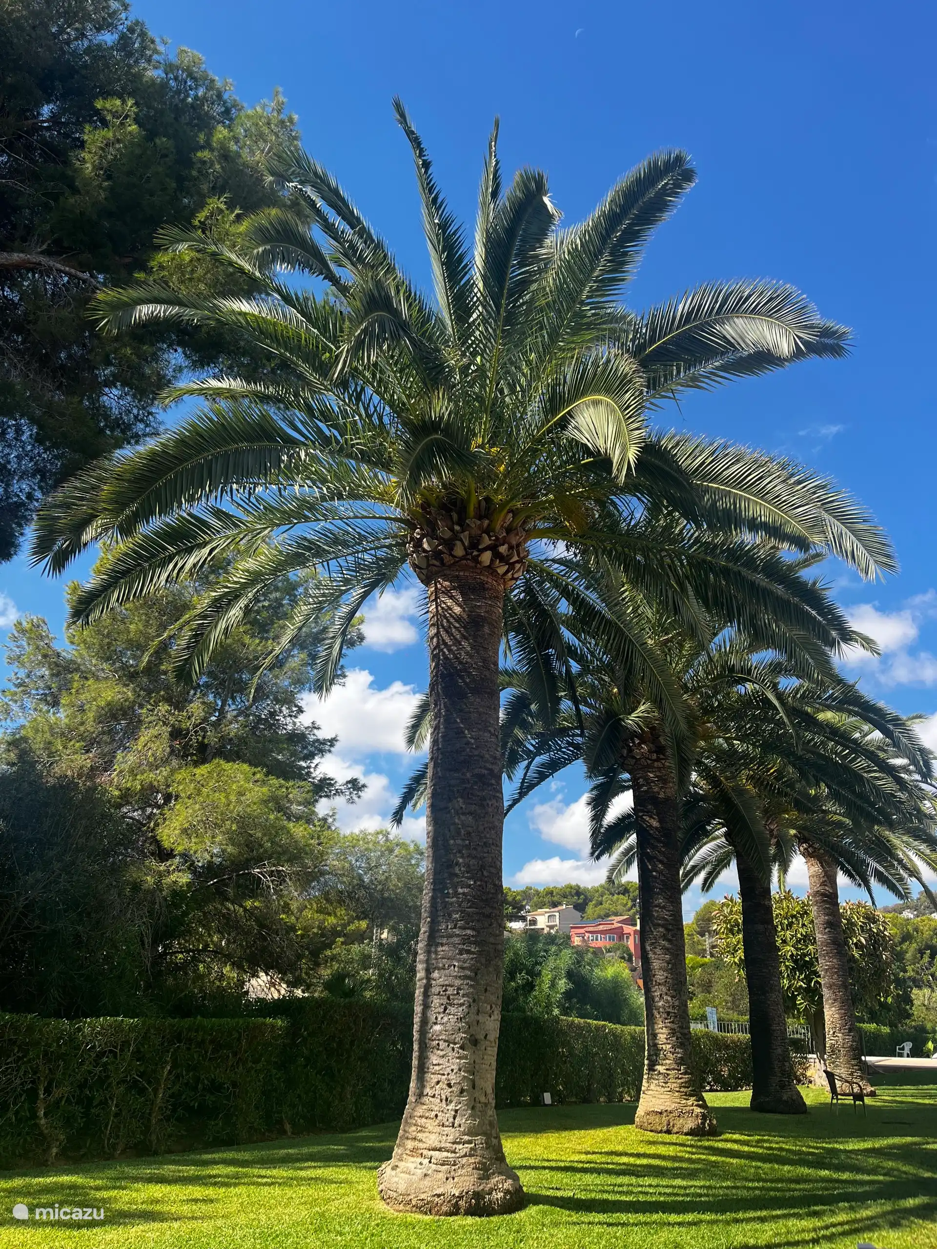 Through the communal garden, surrounded by palm trees, you can walk from the apartment to the shared swimming pool in a few meters. - Communal garden and swimming pool