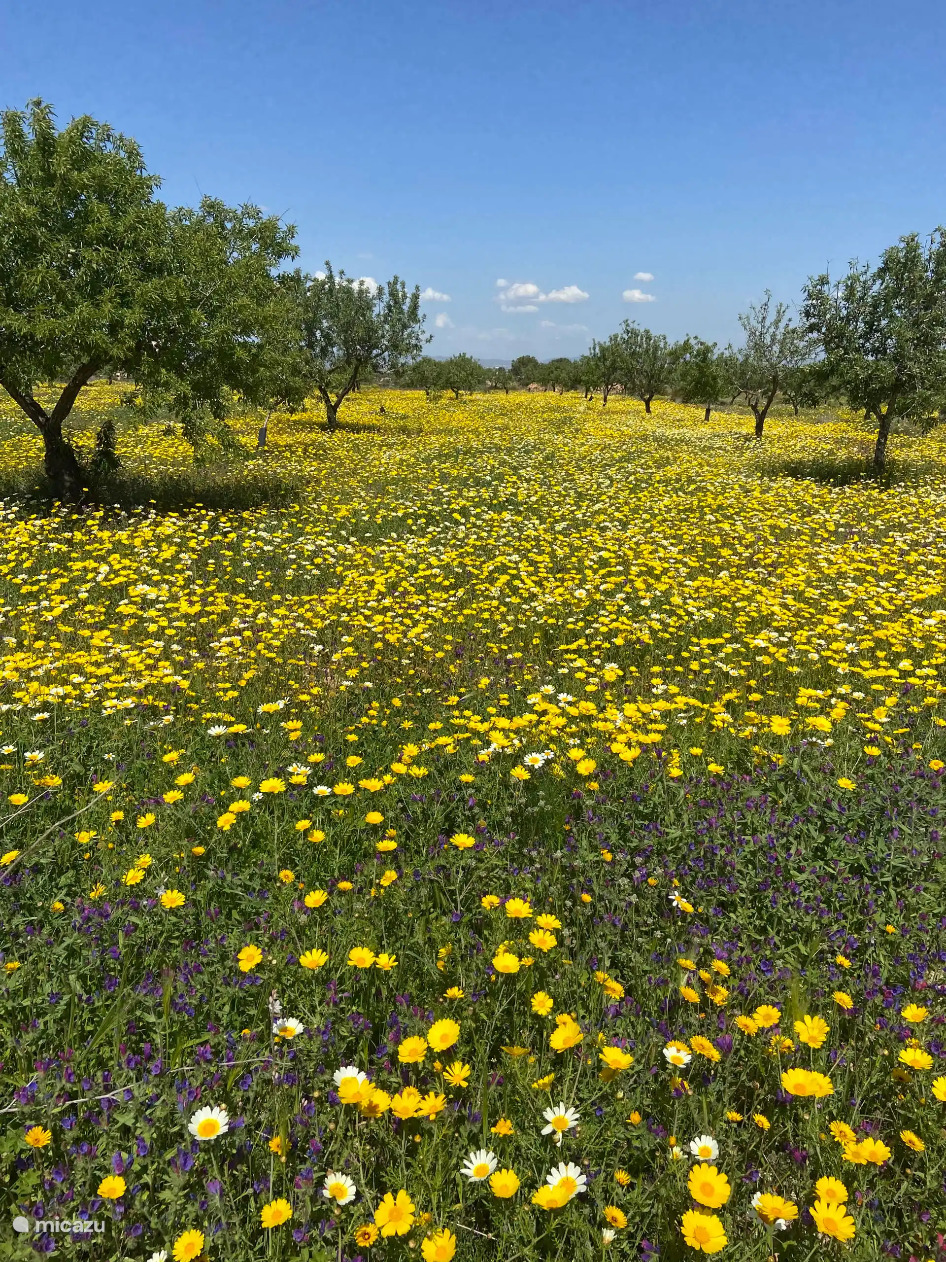 Obstgarten