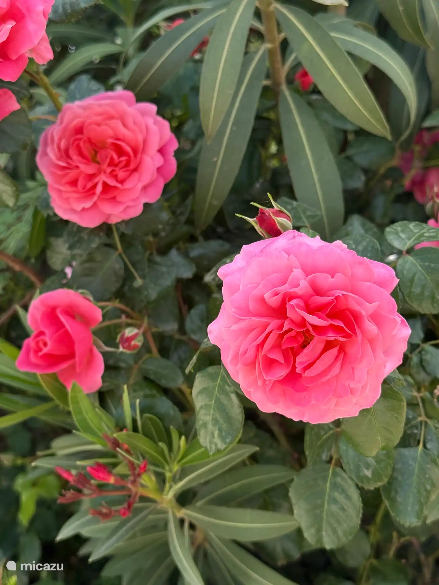 Rondom de Cortijo vindt je veel bloemen en natuur. 