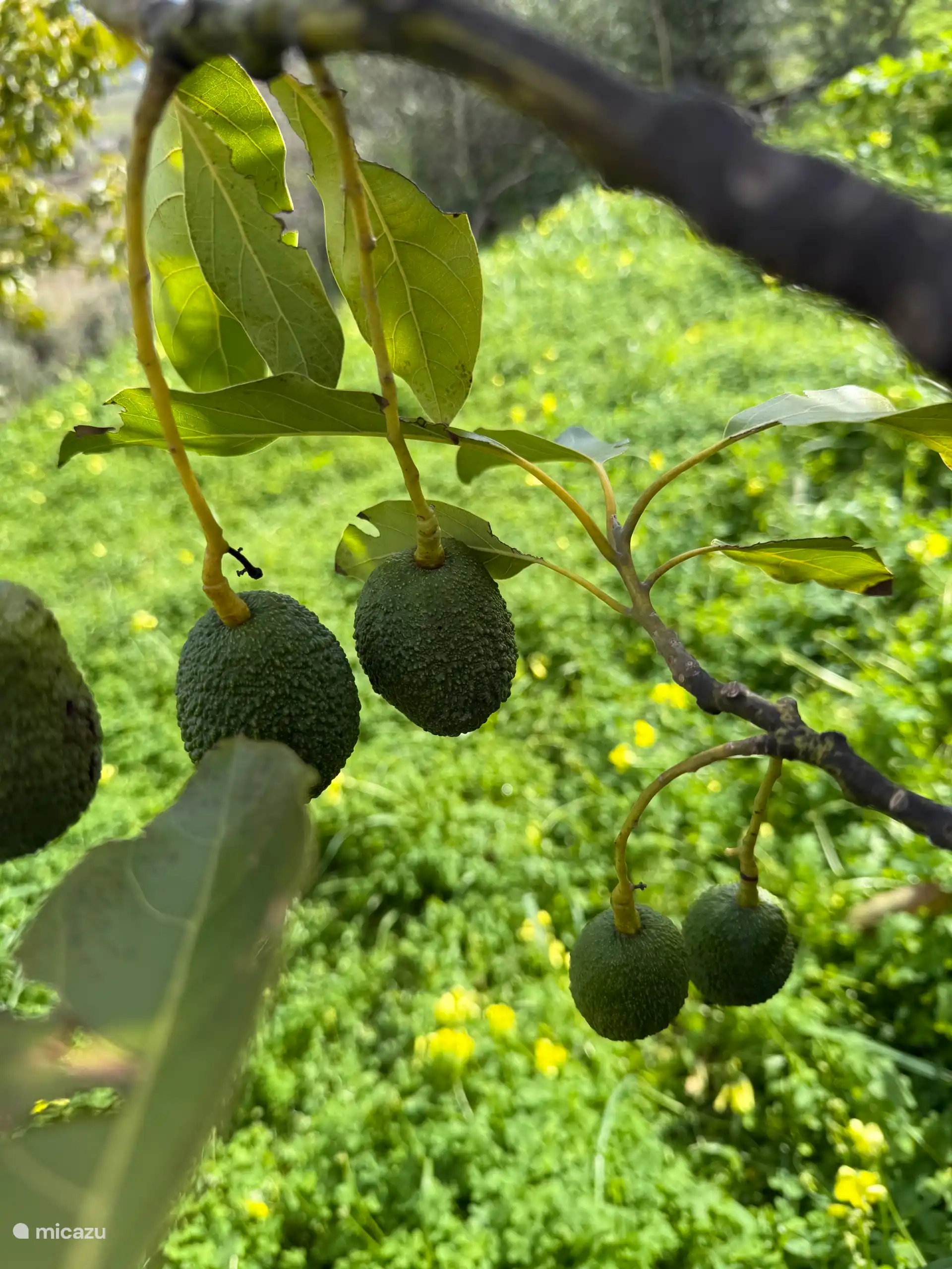 Avocado's op eigen terrein, midden in de natuur. 