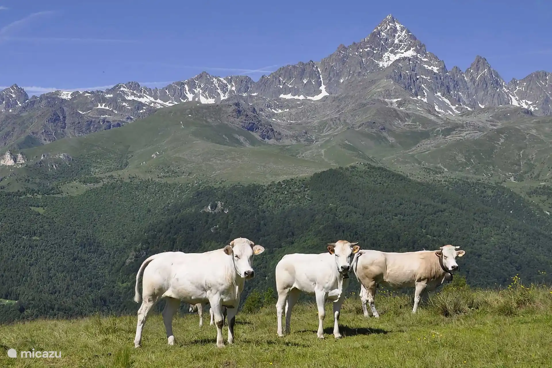 Cows