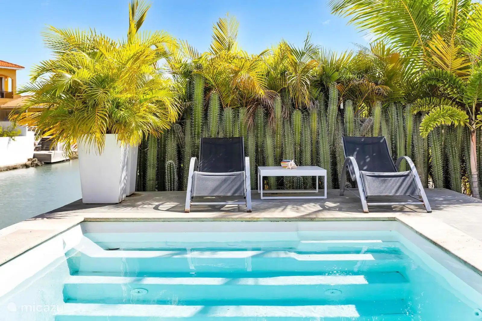 Un canais couché au bord de la piscine