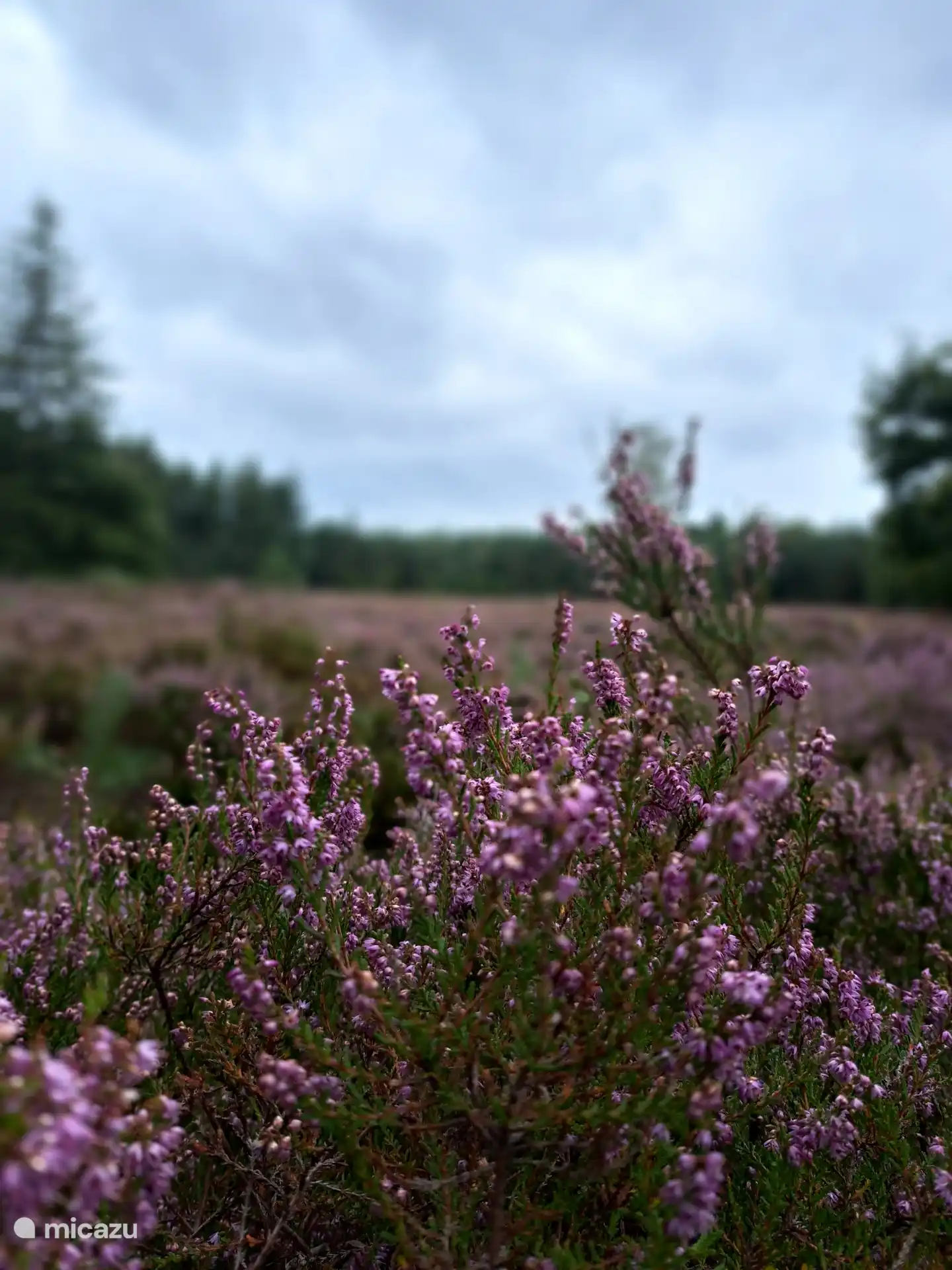 Bosque y brezales en Bakkeveen