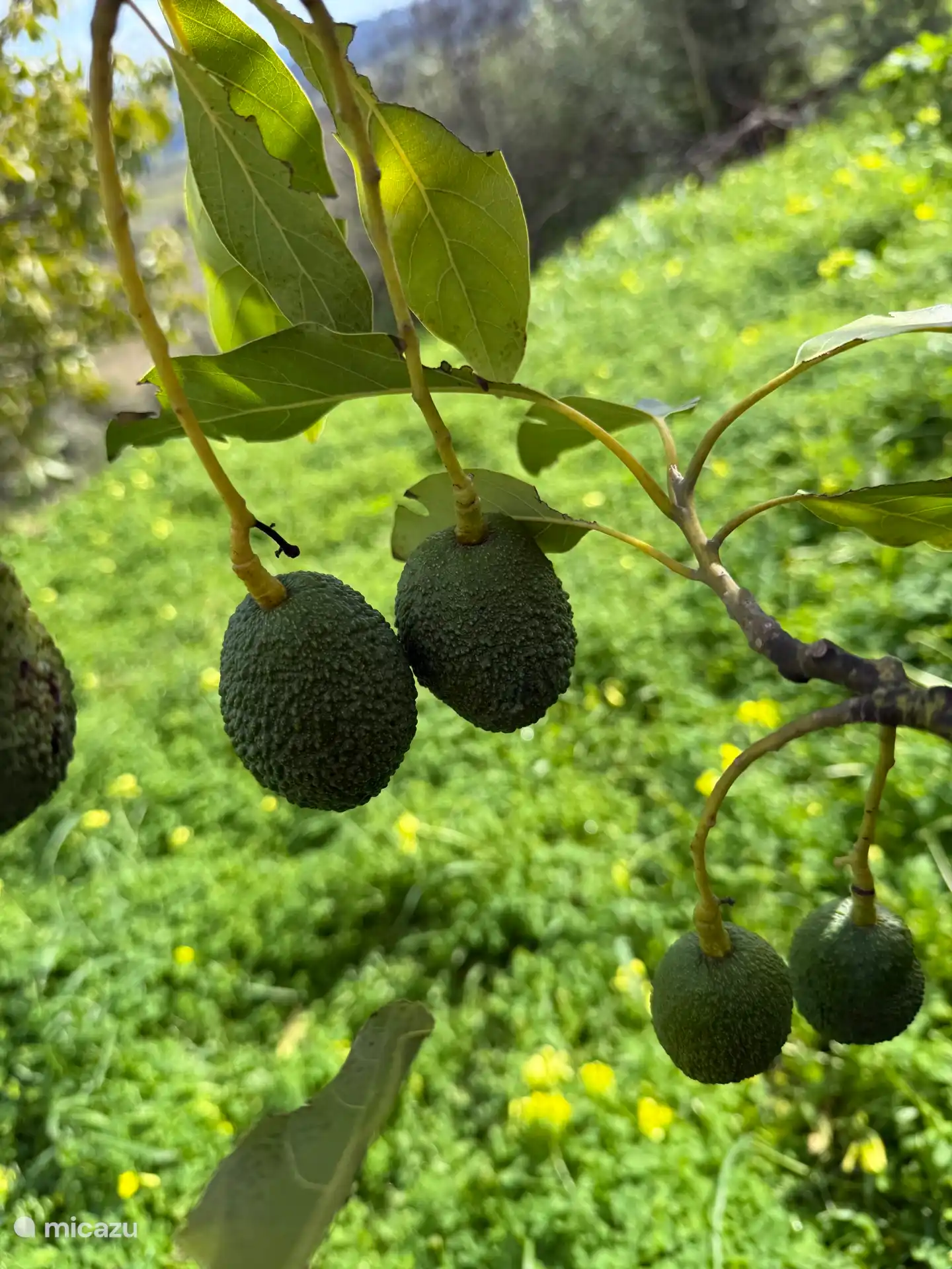 Avocado's op eigen terrein, midden in de natuur.