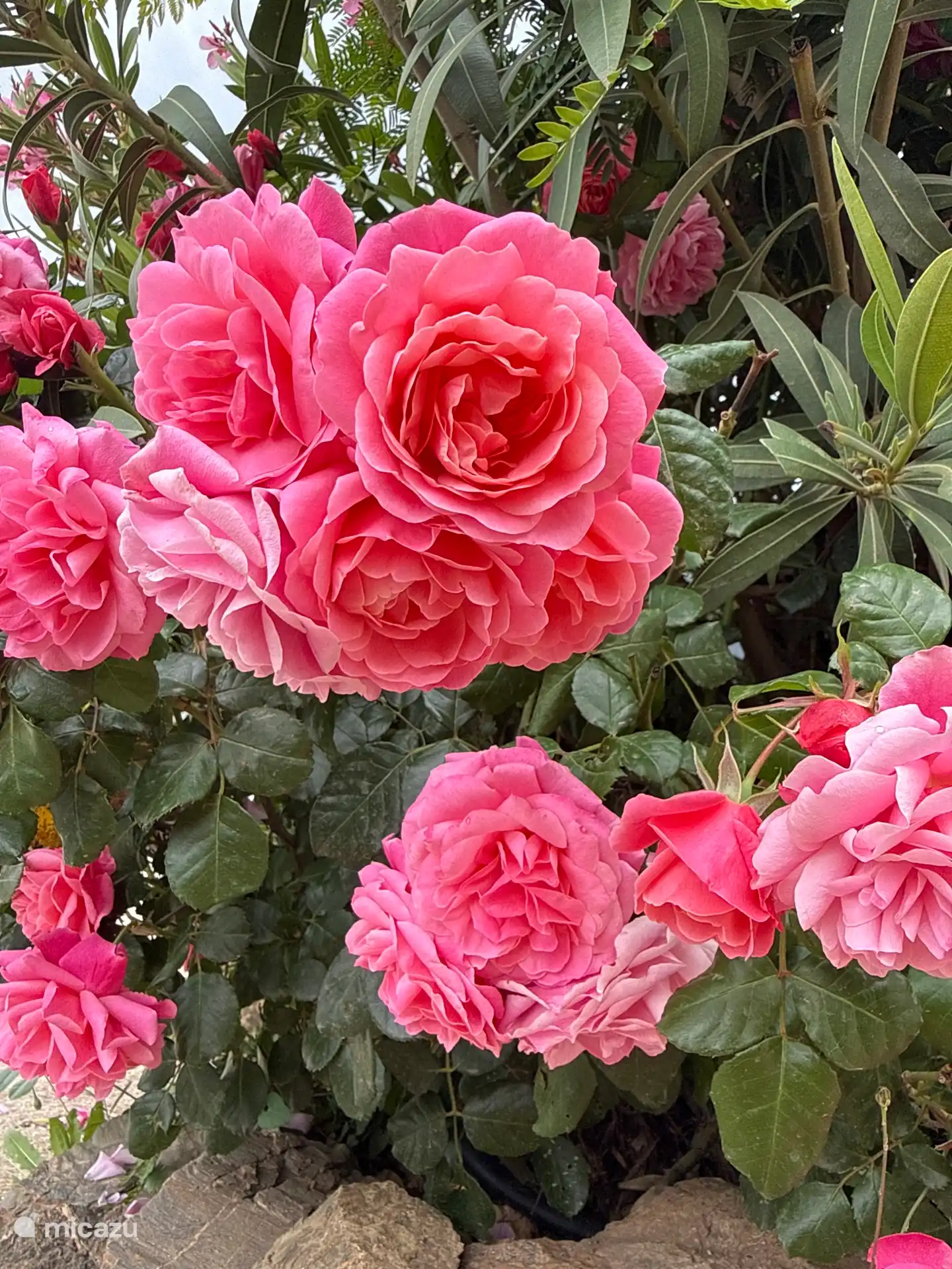 Rondom de Cortijo vindt je veel bloemen en natuur.