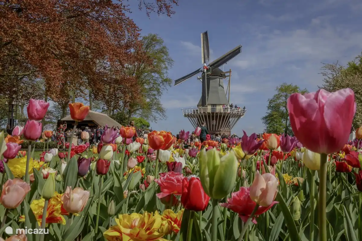 The Keukenhof is half an hour away by car
