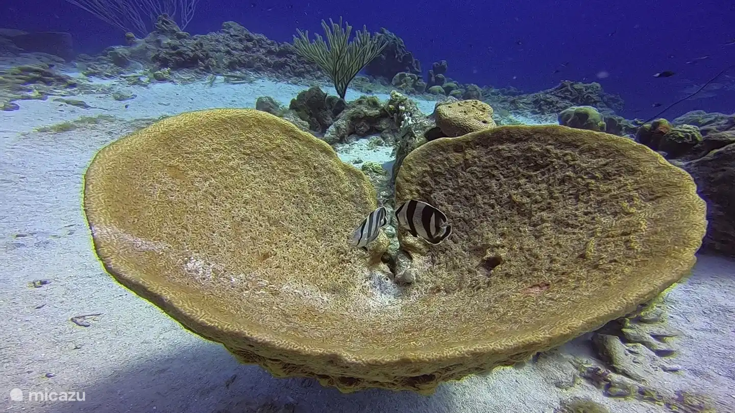 2 banded butterfly fish in een grote spons