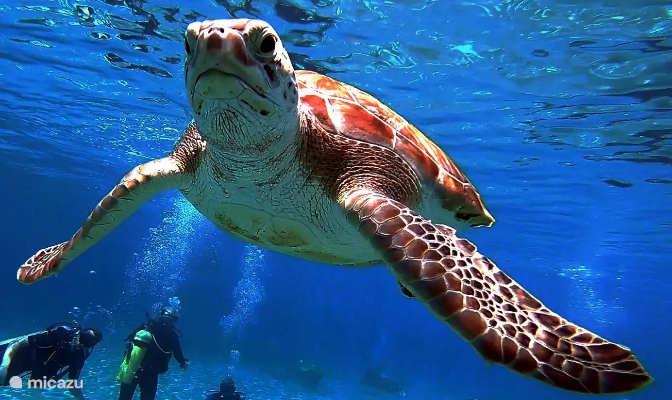 Ga met ons mee op zoek naar de schildpadden!