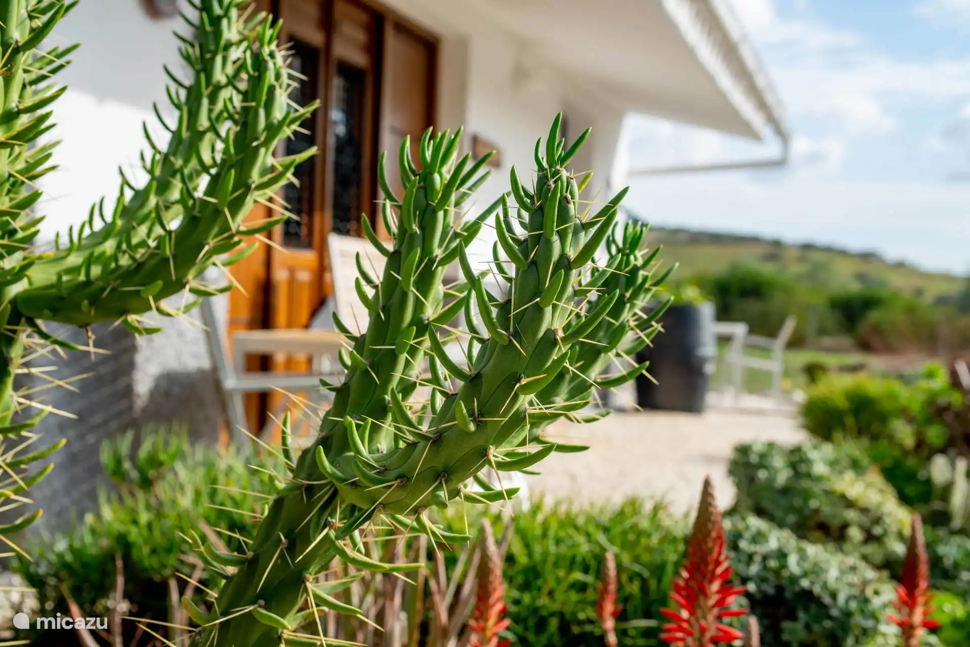 The cactus garden is in front of the apartment