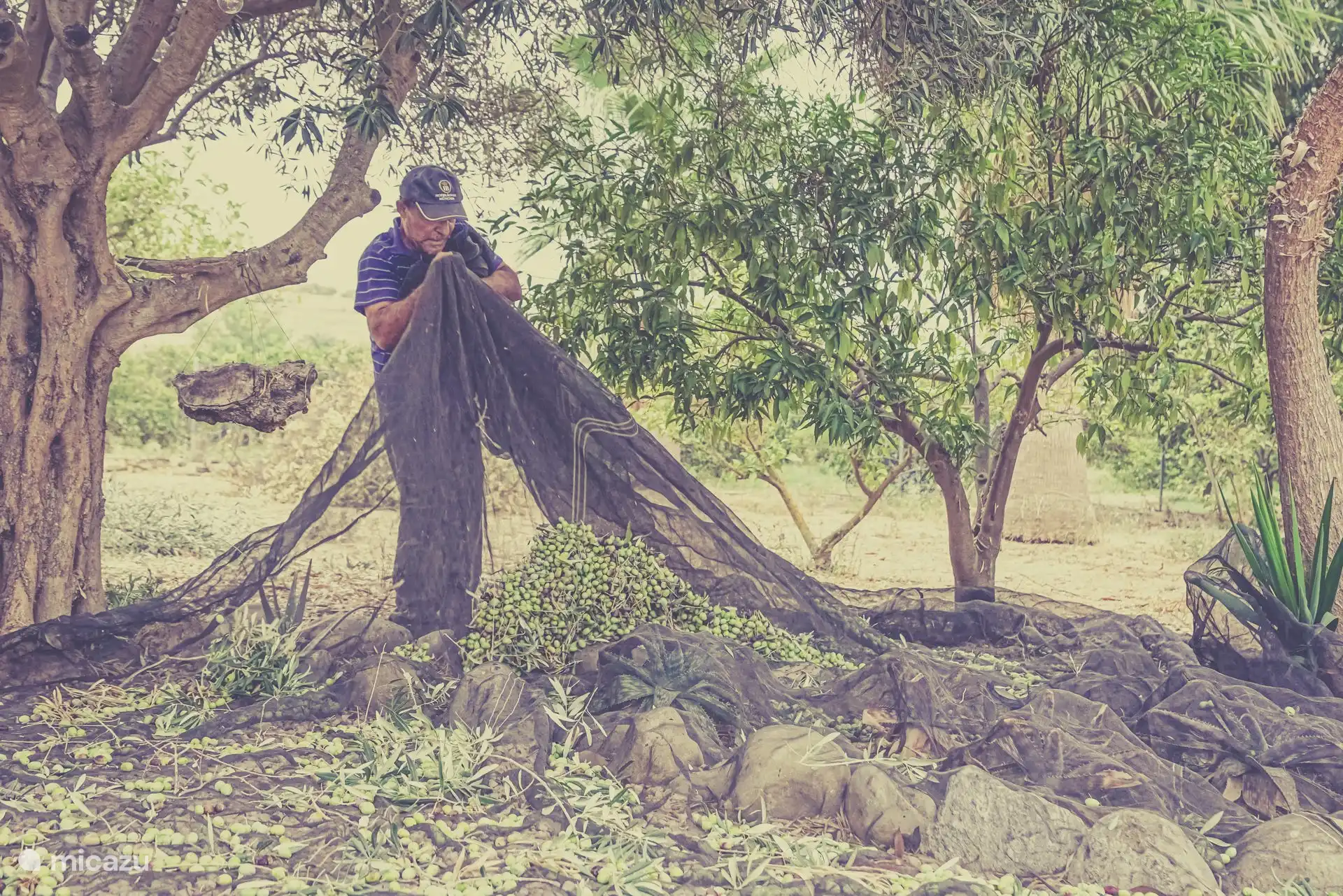 The olive harvest in full swing