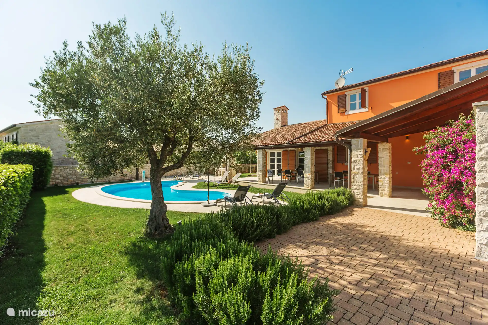 Olivenbaum mit Terrasse und Pool