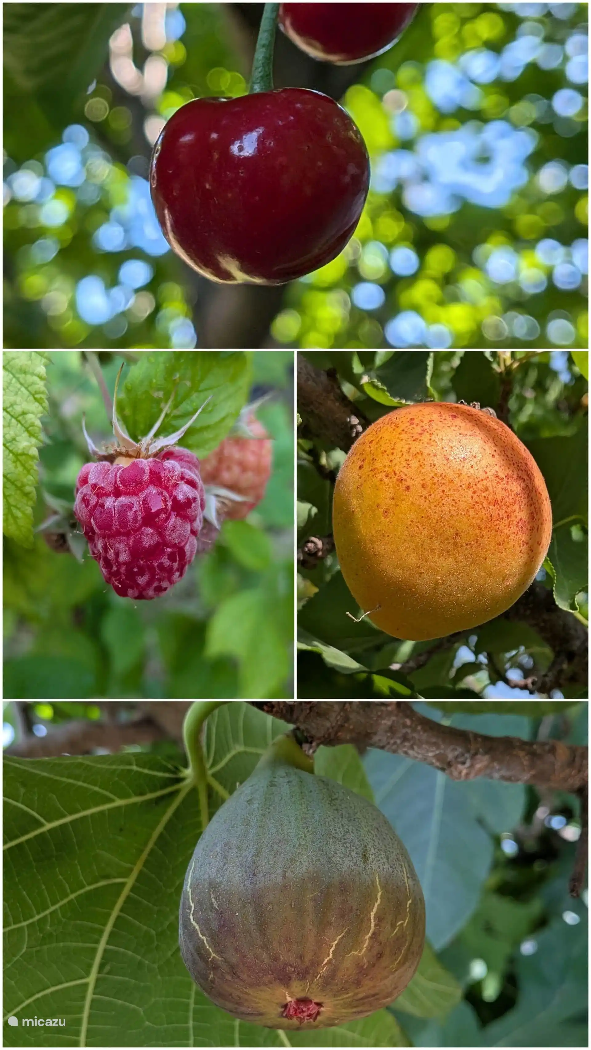 Vruchten van de tuin volgens het seizoen