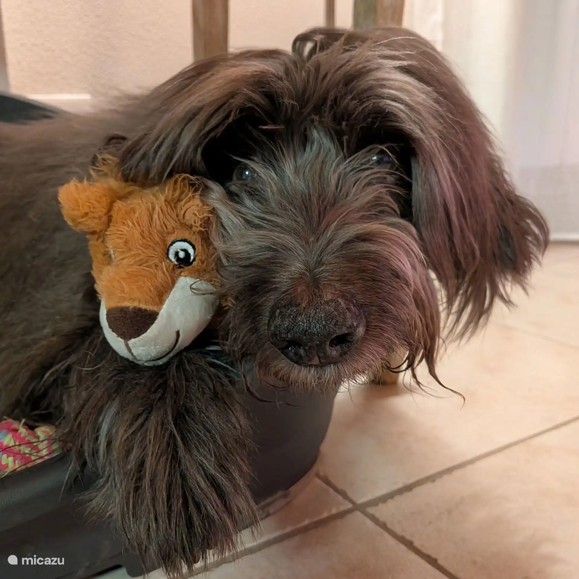 Notre chien Looping
