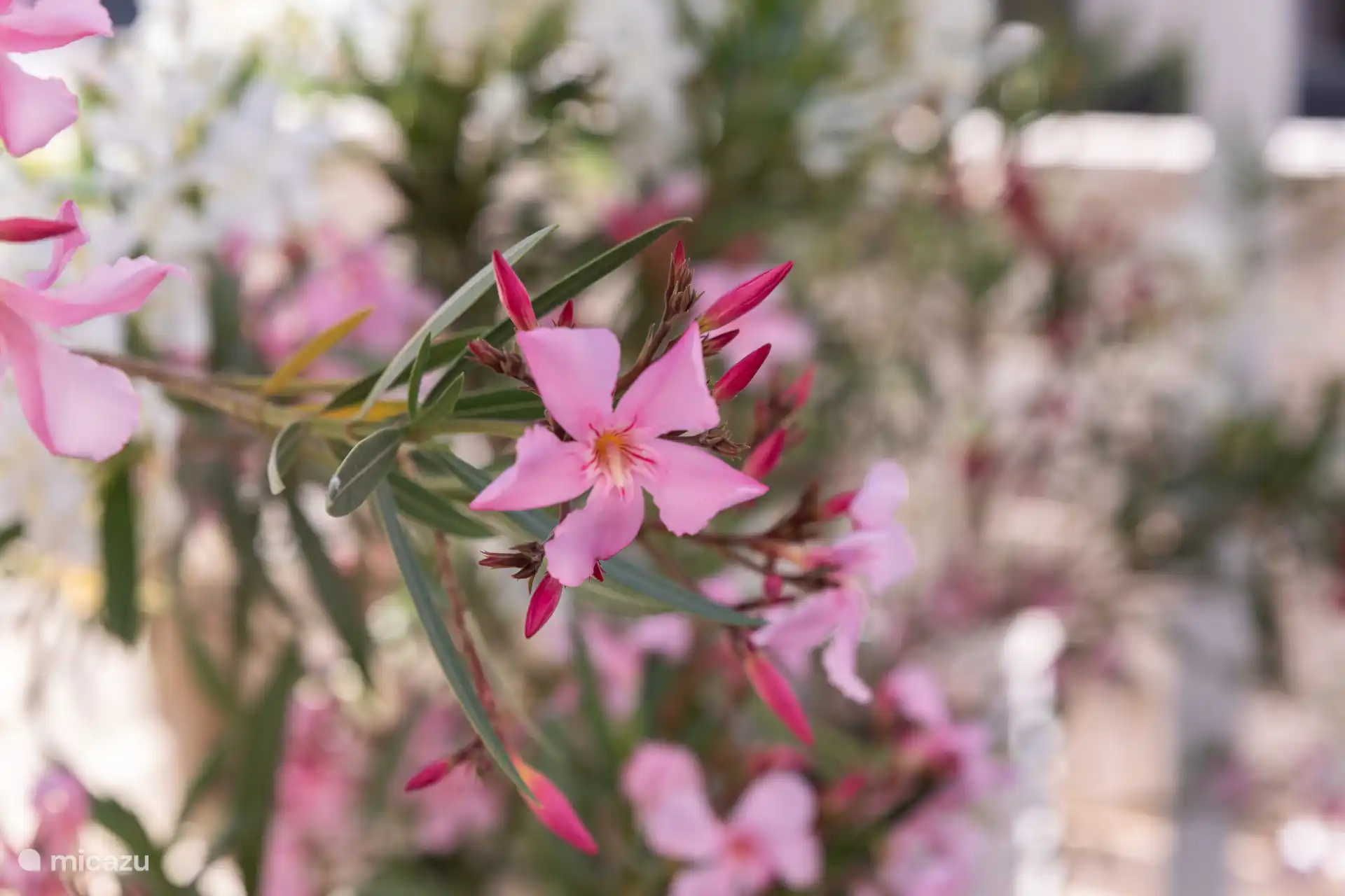 Oleander