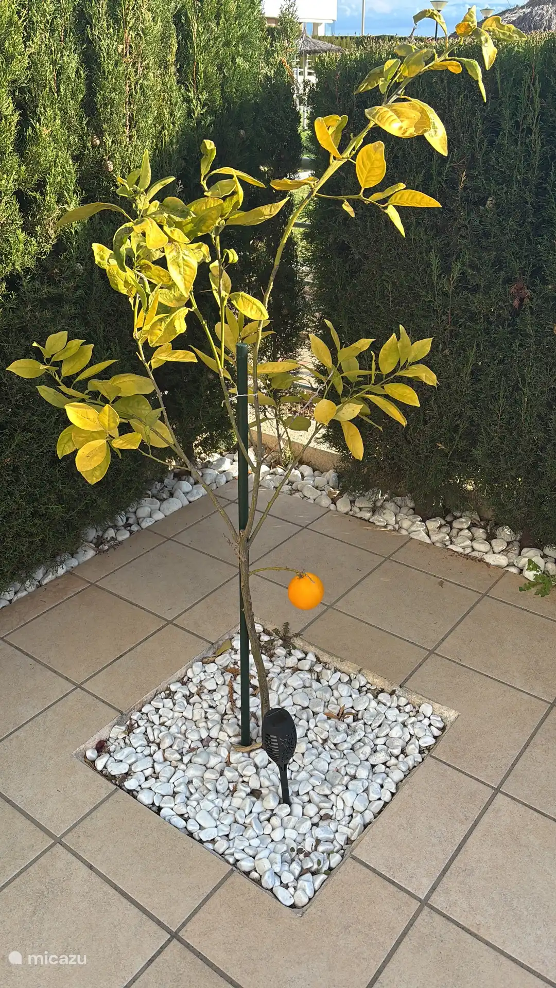 Garden with (delicious!) oranges.