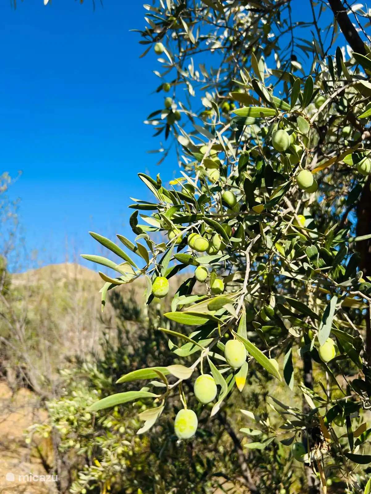 Olives