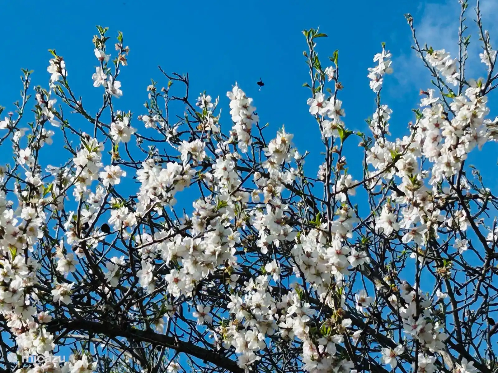 Almond trees