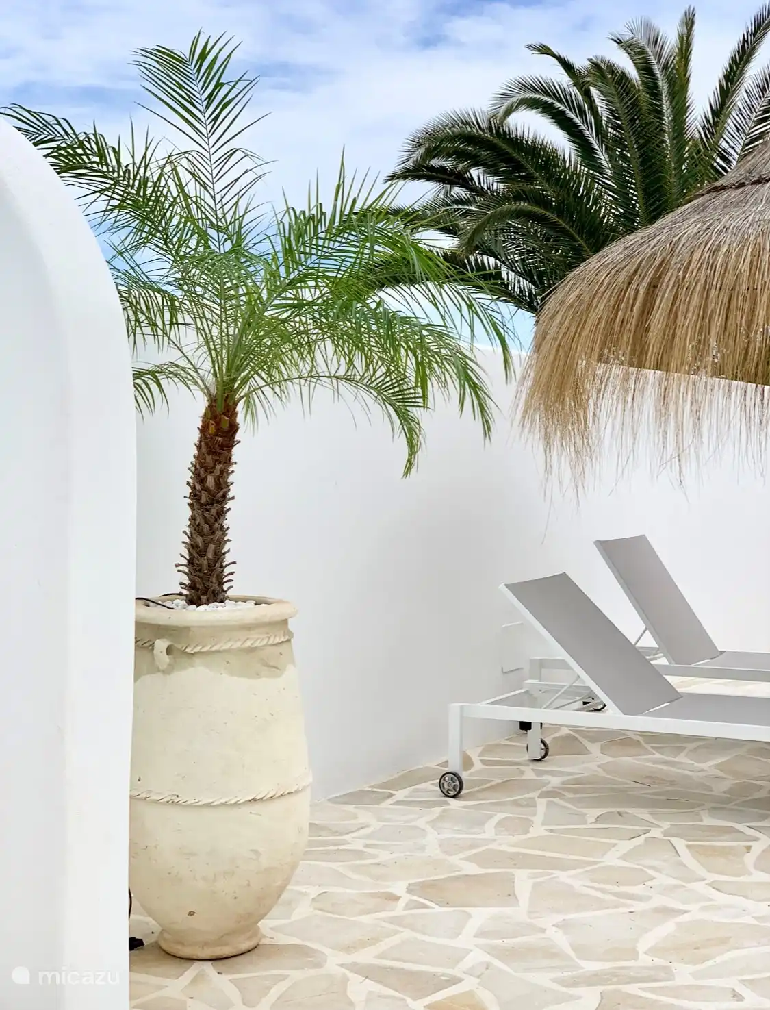 Terraza con palmera