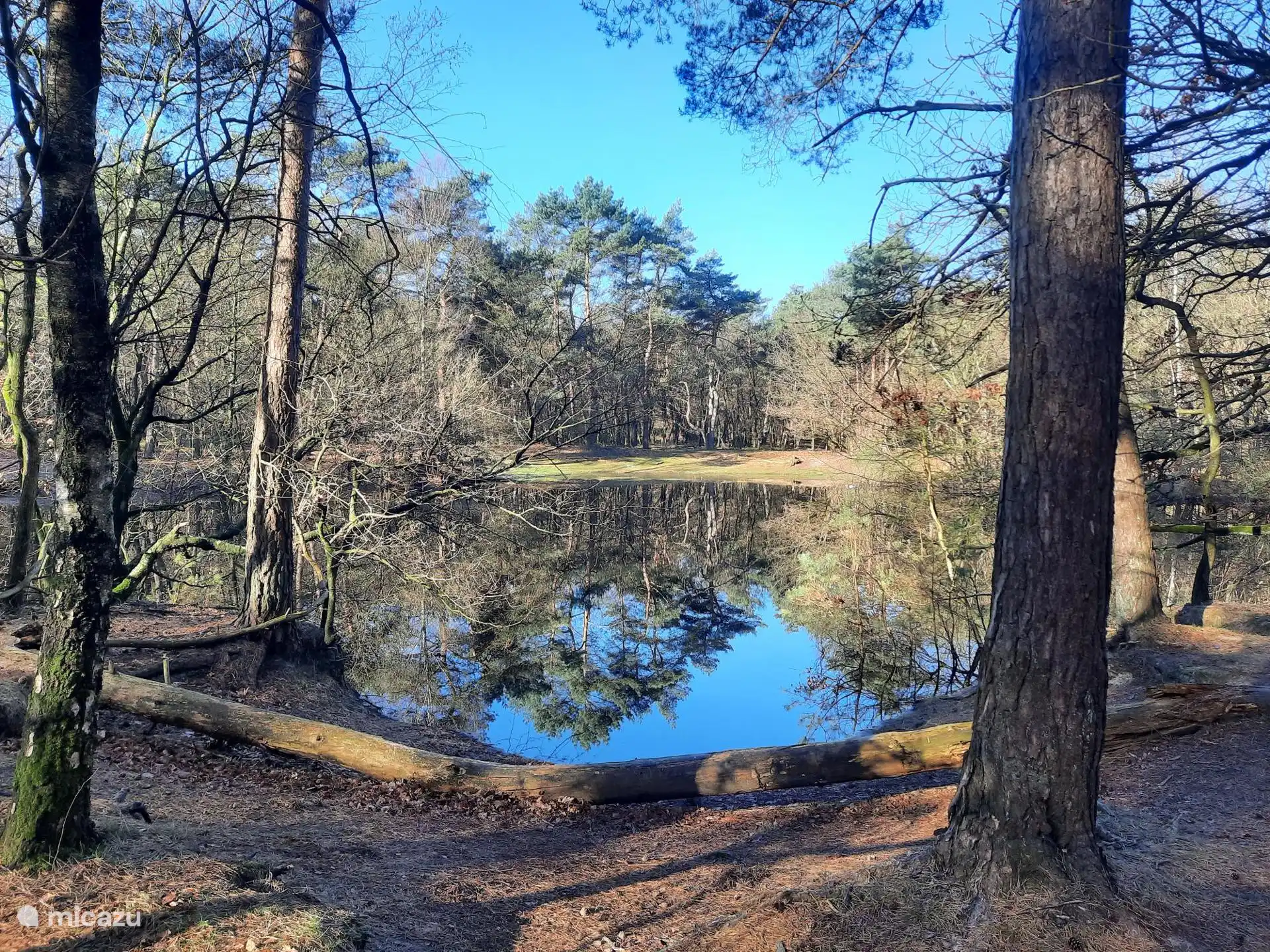 Het bos 'de achtertuin' van Casa Sosafora - omgeving Veluwe