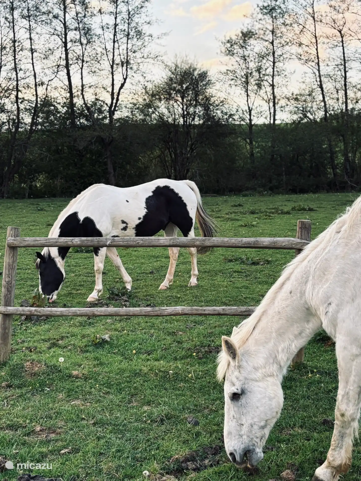 paarden van de buren