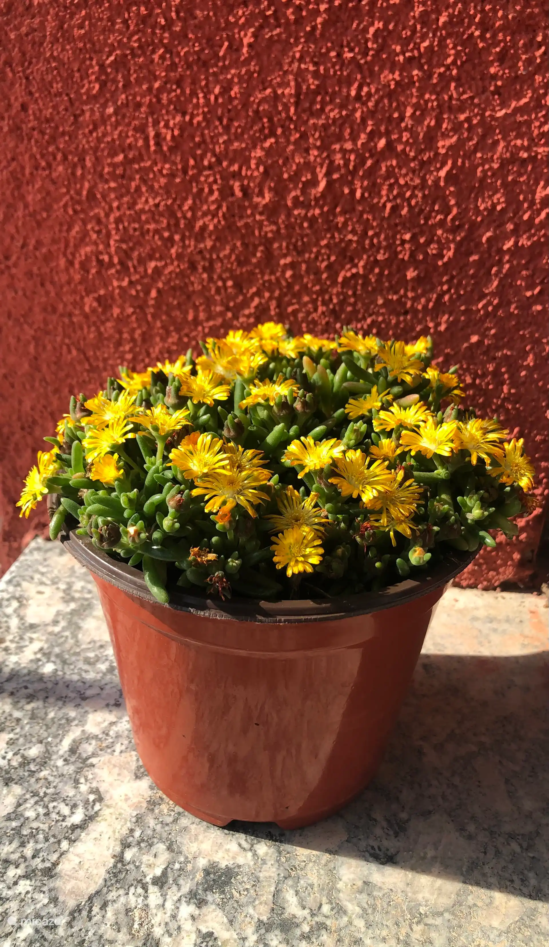 Vetplant