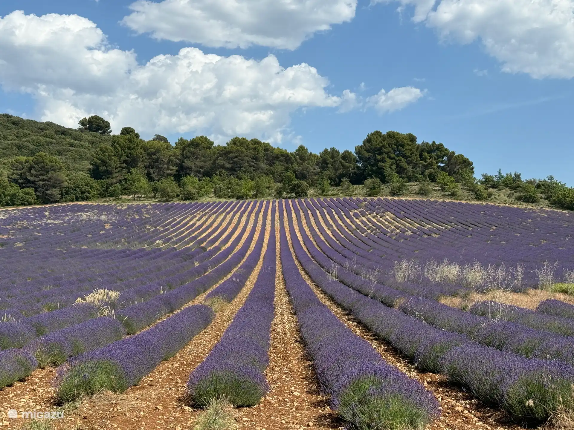 plateau de valensole
