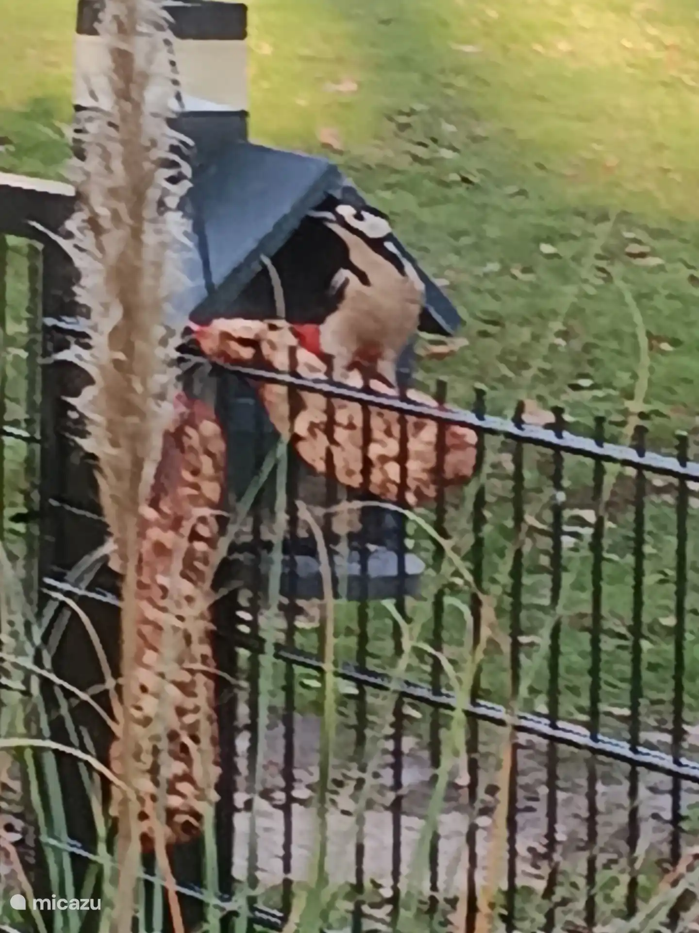 The spotted woodpecker also lives here.