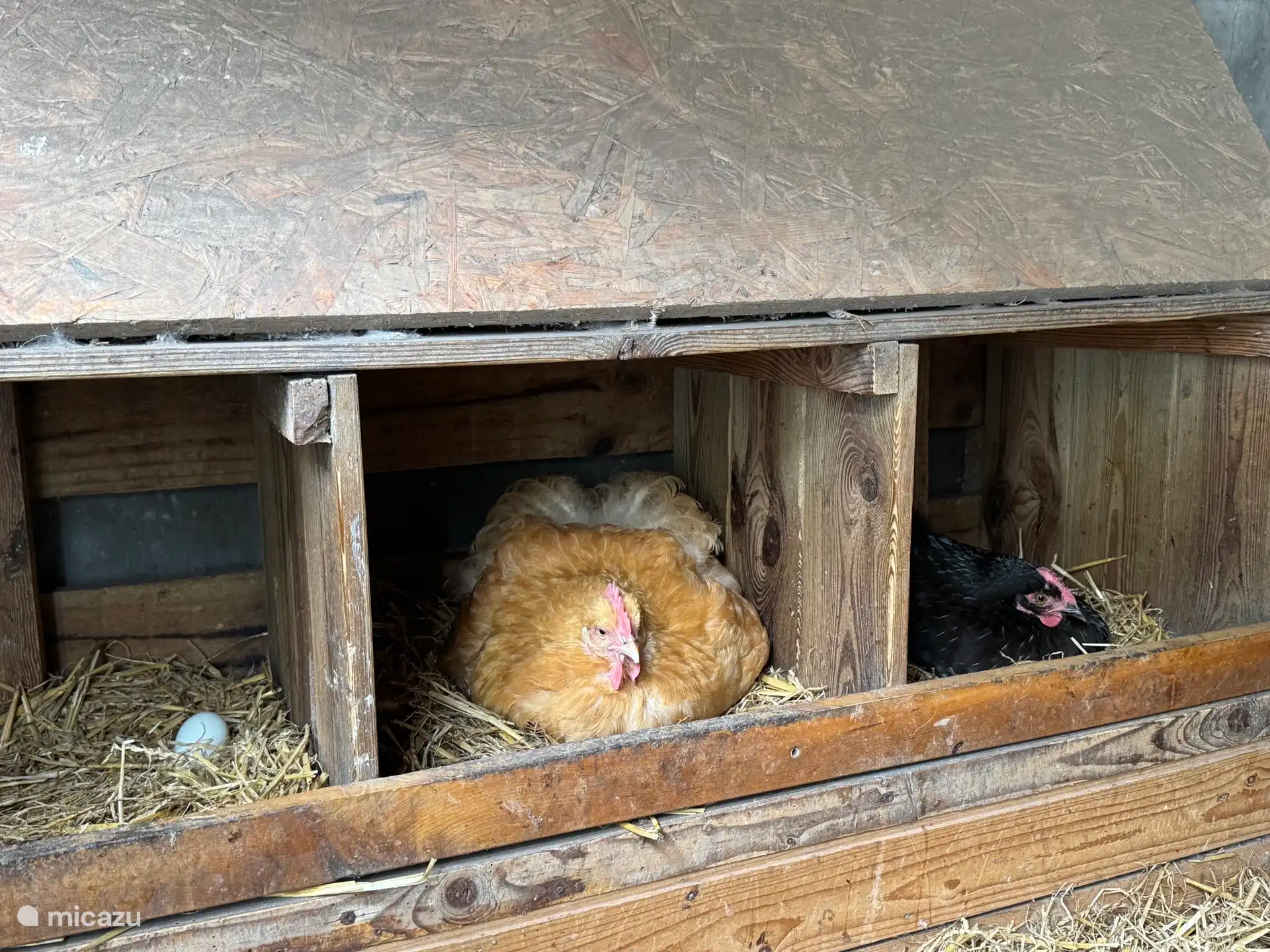The breakfast helpers