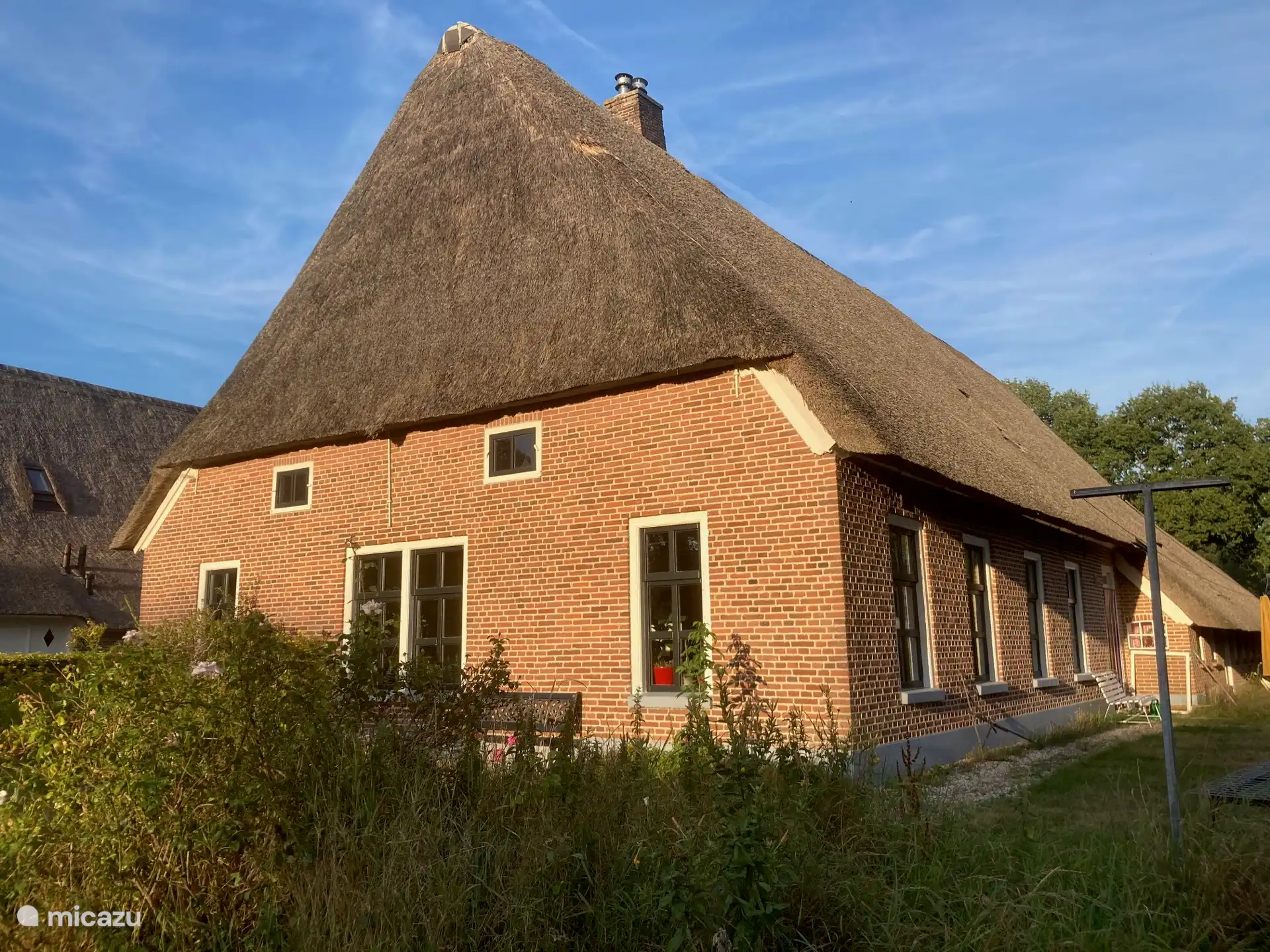 In the evening sun
