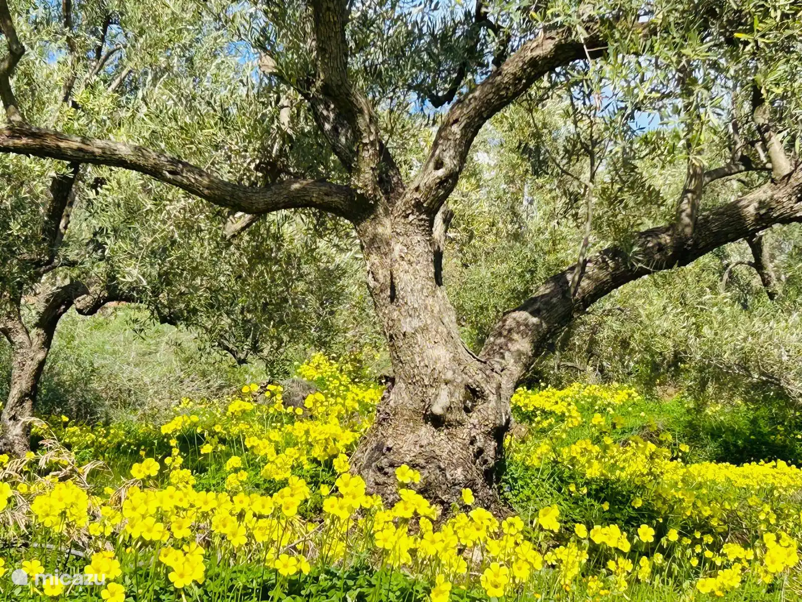 Olivenhain