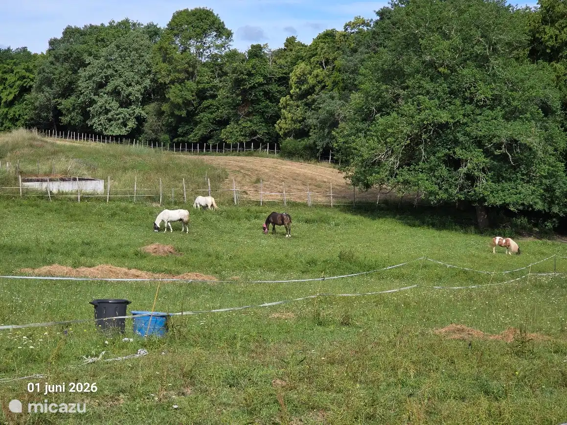 Blick vom Garten an der Seite