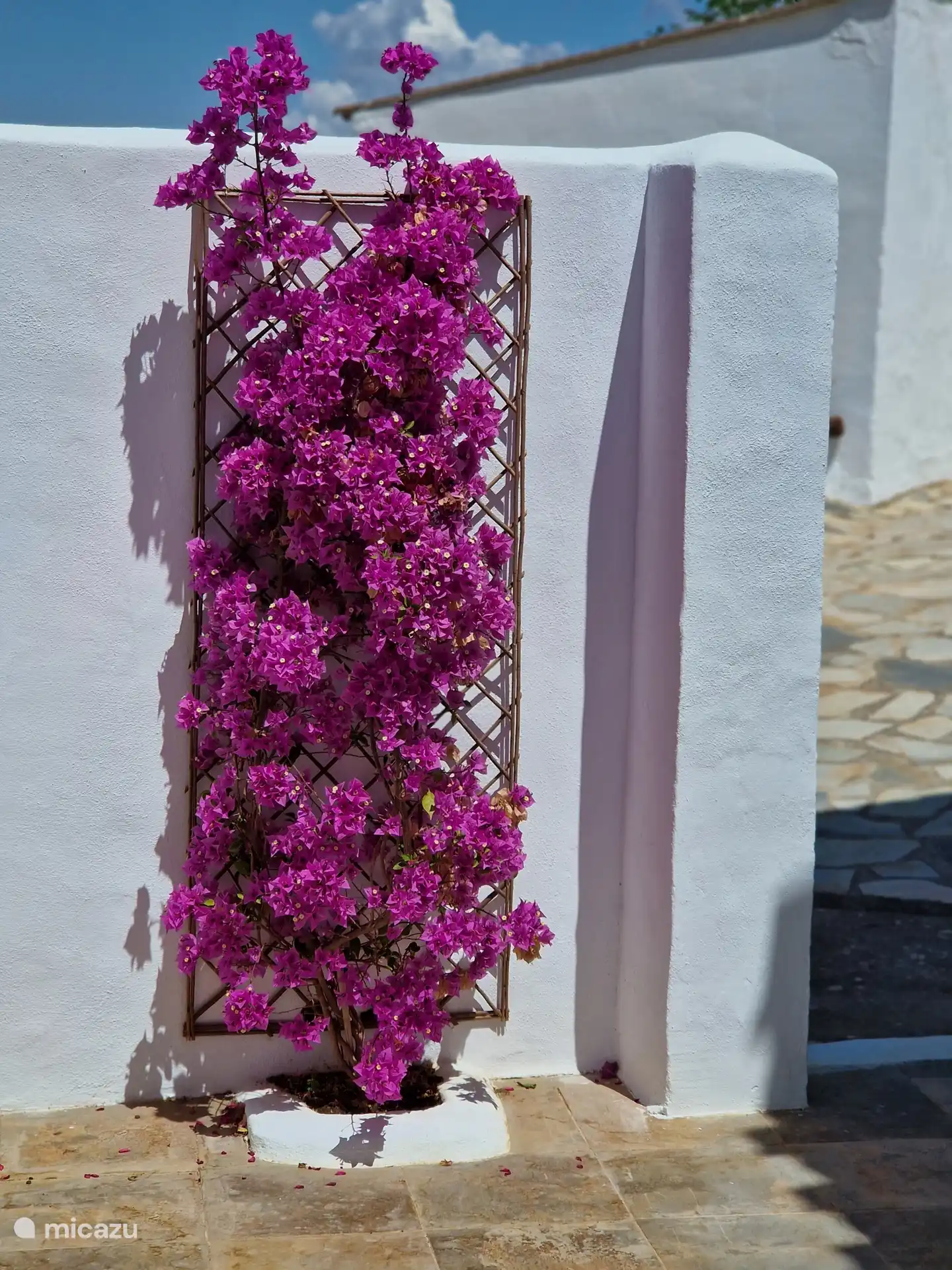 Prachtige Bougainvillea op de patio.