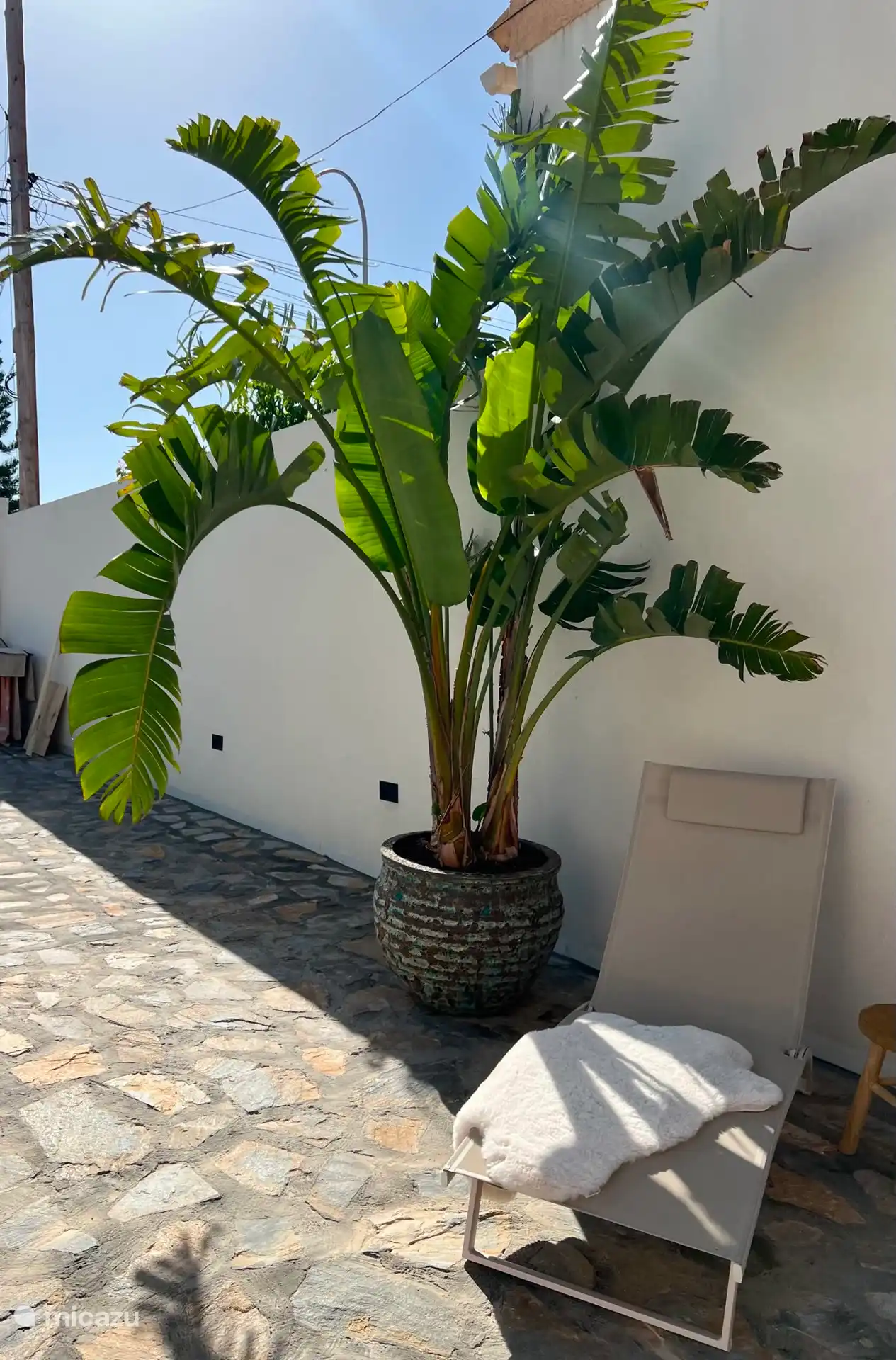 Prachtige plant in pot en ligbed op oprit 