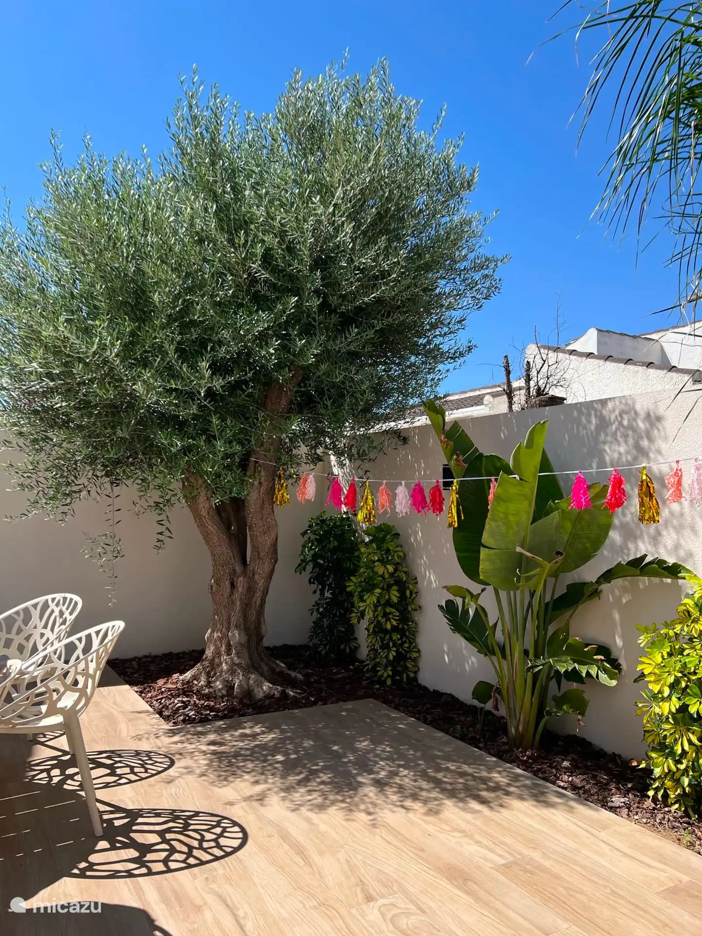 Prachtige olijfboom in tuin achter