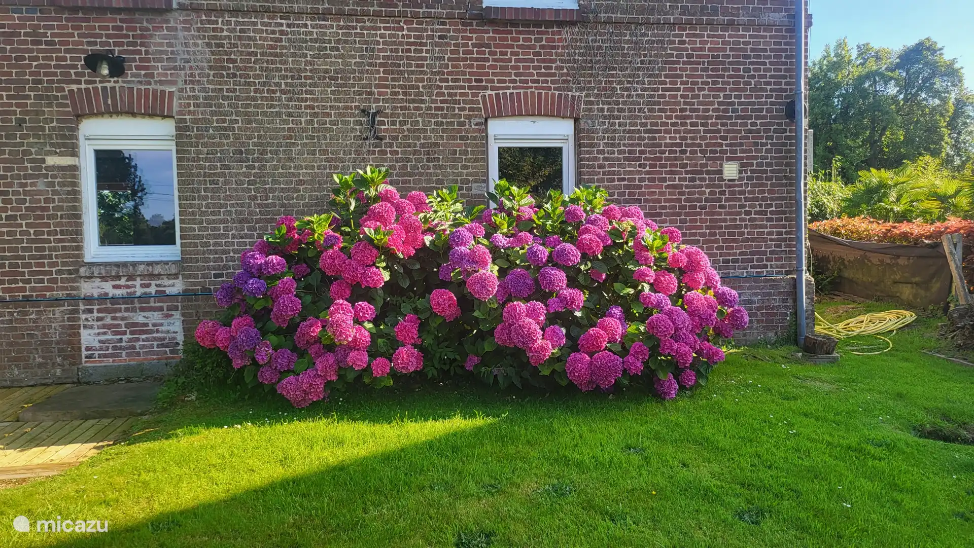 Hortensias con flores