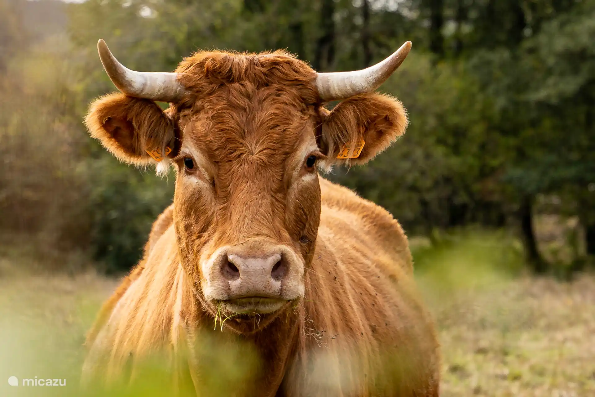 Eén van onze buren uit het weiland. Als ze er staan:). 