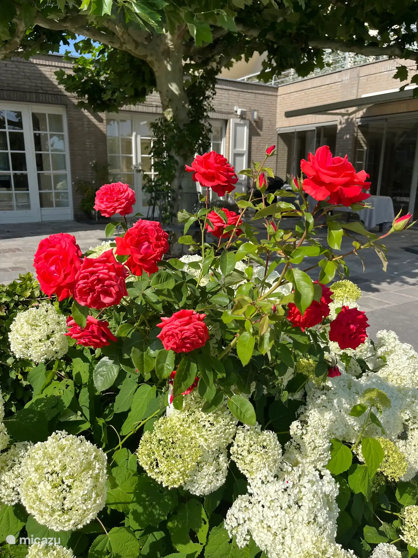 Clasina Garden, Clasina english garden with verl roses