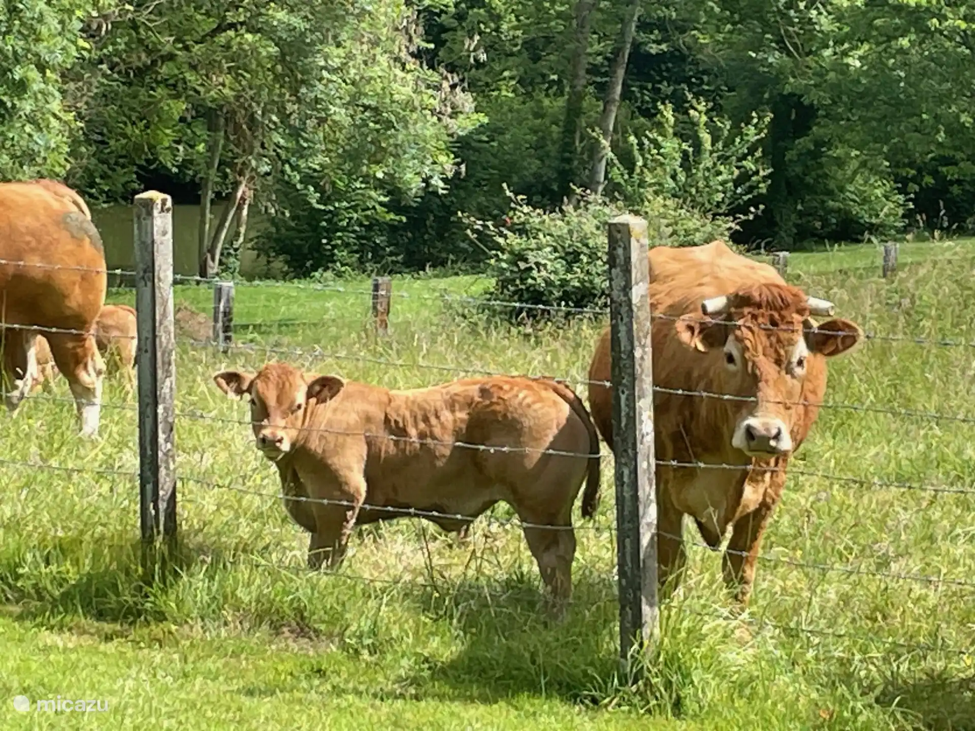 Vacas camembert del vecino Philippe en el prado detrás de Le Paradis. Normandía auténtica