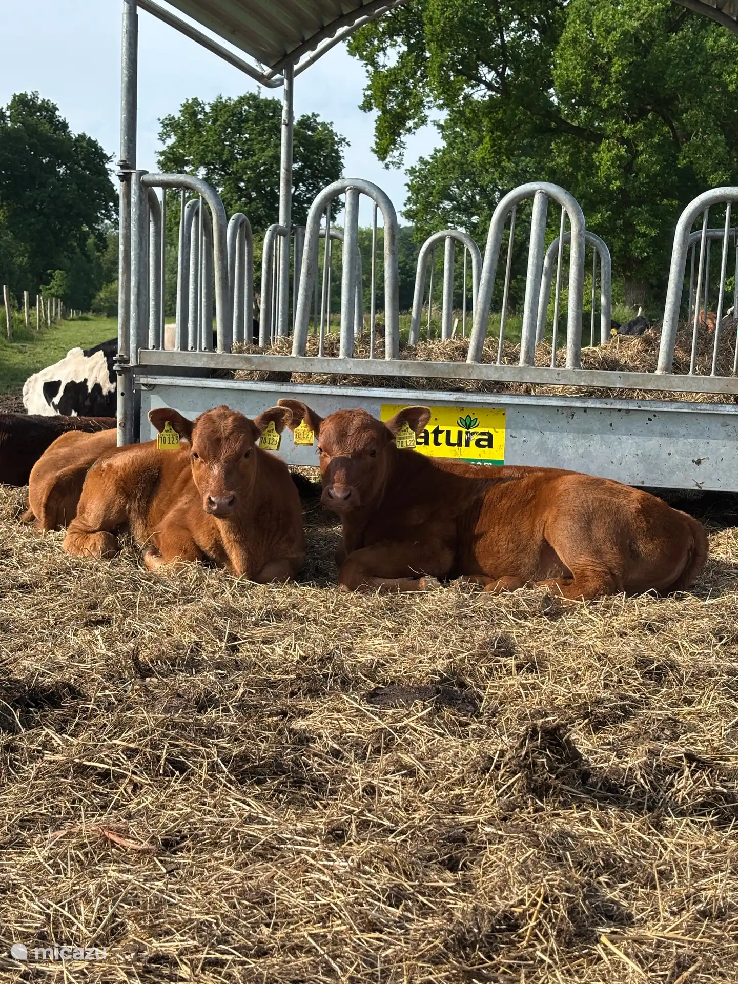 Two of our calves