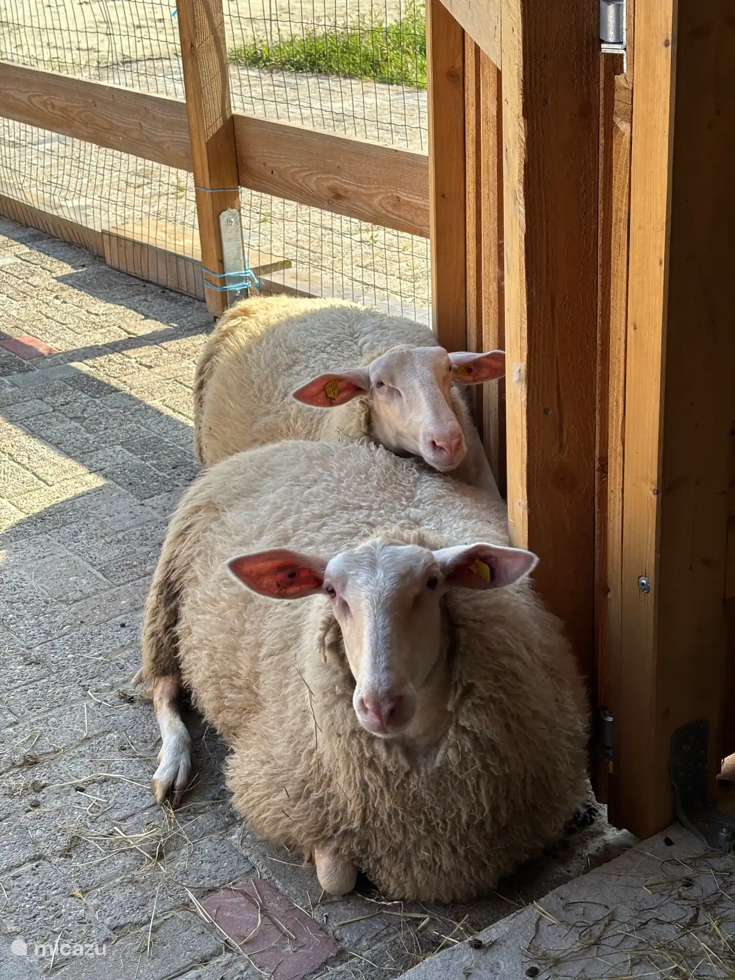 Two of our sheep (who are always happy to be petted)