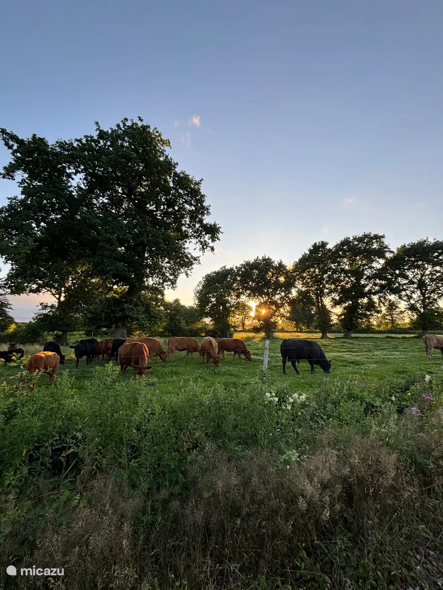 Our herd of suckler cows in the evening sun