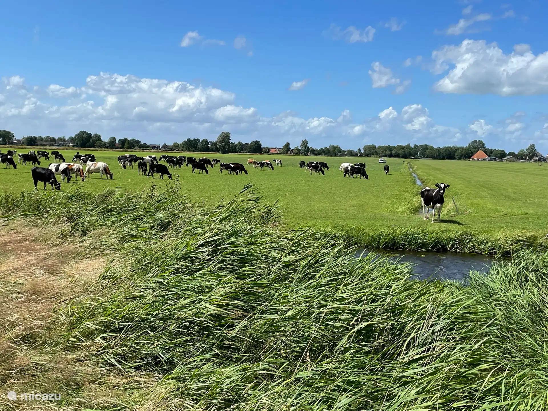 À la sortie du parc, vous rencontrerez déjà les vaches