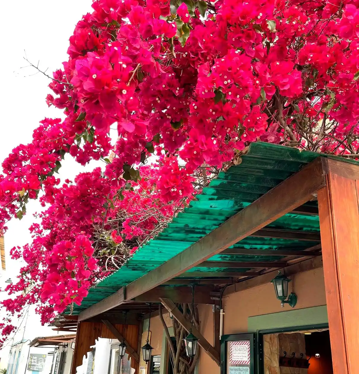Terraza bajo la buganvilla.