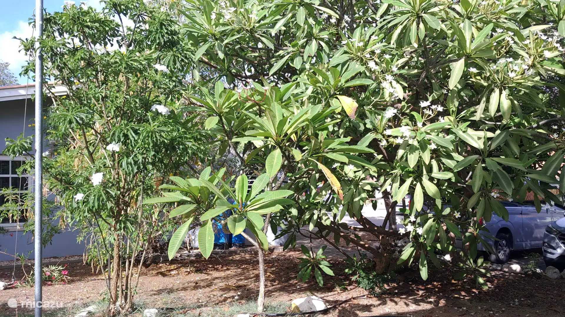 Plantas verdes y exuberantes y árboles tropicales que ofrecen mucha privacidad y un auténtico ambiente navideño.